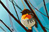bird illustration