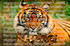 tiger image